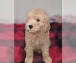 Small Photo #3 Goldendoodle Puppy For Sale in DUBLIN, TX, USA