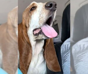 Basset Hound Dogs for adoption in Deepwater, NJ, USA