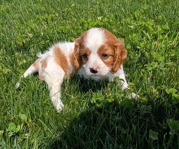Medium Photo #31 Cavalier King Charles Spaniel Puppy For Sale in GOSHEN, IN, USA