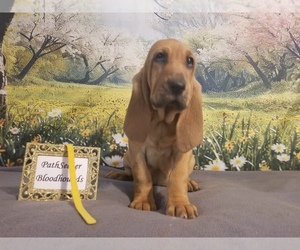 Bloodhound Puppy for Sale in KENBRIDGE, Virginia USA