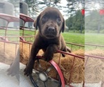 Small #1 Labrador Retriever