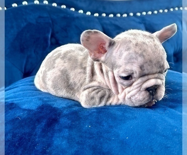 Medium Photo #17 French Bulldog Puppy For Sale in ANAHEIM, CA, USA
