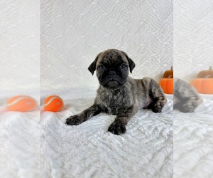 Pug Puppy for sale in GREENFIELD, IN, USA