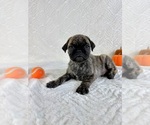 Small Pug