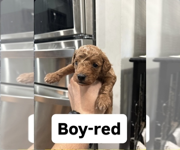 Medium Photo #2 Goldendoodle (Miniature) Puppy For Sale in DALLAS, TX, USA