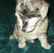Small Photo #7 Aussie-Poo Puppy For Sale in LINCOLN, AL, USA