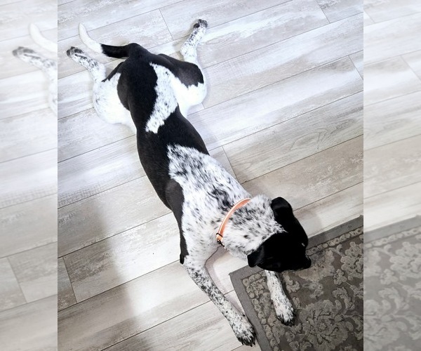 Medium Photo #5 American Pit Bull Terrier-Dalmatian Mix Puppy For Sale in Rockaway, NJ, USA