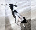 Small #4 American Pit Bull Terrier-Dalmatian Mix