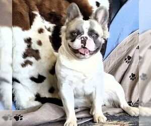 French Bulldog Dogs for adoption in Hesperia, CA, USA