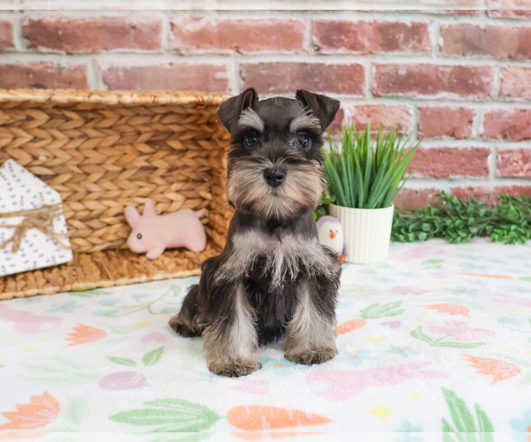 Medium Photo #3 Schnauzer (Miniature) Puppy For Sale in SYRACUSE, IN, USA