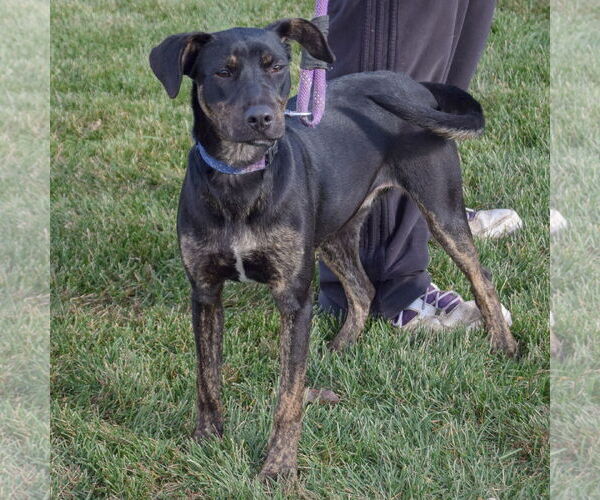 Medium Photo #5 Greyhound-Rottweiler Mix Puppy For Sale in Huntley, IL, USA