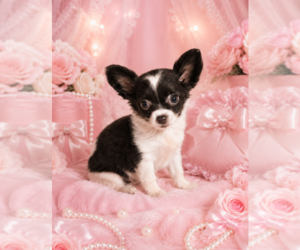 Chihuahua Puppy for sale in BOSTON, MA, USA
