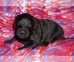 Image preview for Ad Listing. Nickname: black