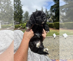 Puppy Ozzy Cavachon