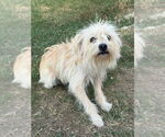 Small #1 Mutt