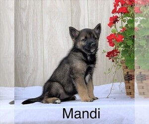 Norwegian Elkhound-Siberian Husky Mix Puppy for sale in FREDERICKSBG, OH, USA