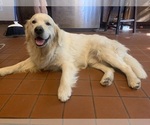 Small Photo #1 Golden Retriever Puppy For Sale in THOUSAND OAKS, CA, USA