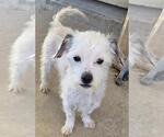 Small #2 Norfolk Terrier Mix