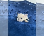Small #35 French Bulldog