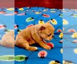 Small Photo #1 French Bulldog Puppy For Sale in NUNNELLY, TN, USA