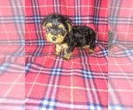 Puppy 3 Yorkshire Terrier