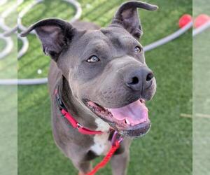 Mutt Dogs for adoption in Las Vegas, NV, USA