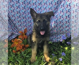 German Shepherd Dog Puppy for sale in RIGA, MI, USA