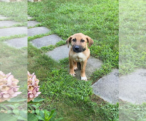 Medium Photo #4 Mutt Puppy For Sale in New York, NY, USA