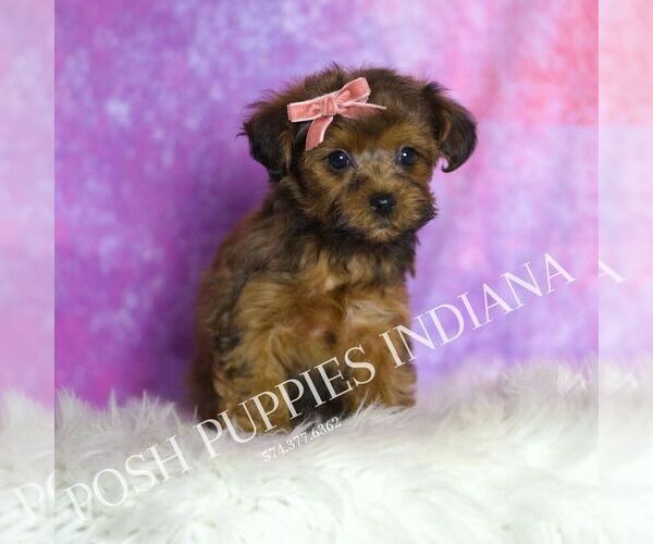 Medium Photo #138 Yorkipoo Puppy For Sale in WARSAW, IN, USA