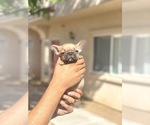 Small Photo #75 French Bulldog Puppy For Sale in DALLAS, TX, USA