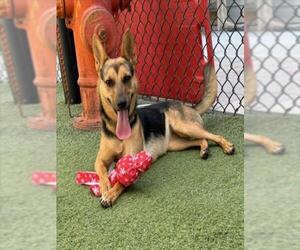 Mutt Dogs for adoption in Norco, CA, USA
