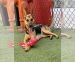 LOLA - Female Mutt Dog for Adoption - Small photo