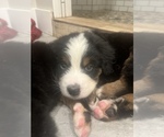 Small Photo #10 Bernese Mountain Dog Puppy For Sale in VILONIA, AR, USA
