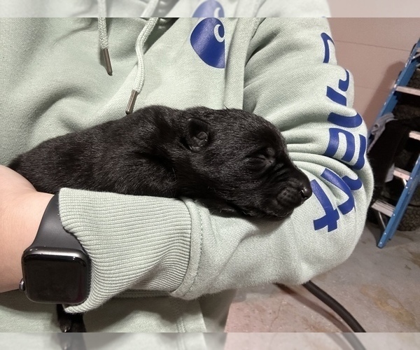 Medium Photo #13 German Shepherd Dog Puppy For Sale in BYRON, MI, USA