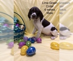 Small Photo #2 German Shorthaired Pointer Puppy For Sale in VISALIA, CA, USA
