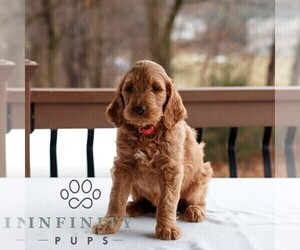 Goldendoodle (Miniature) Puppy for sale in GAP, PA, USA