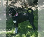 Small #5 Labrador Retriever Mix