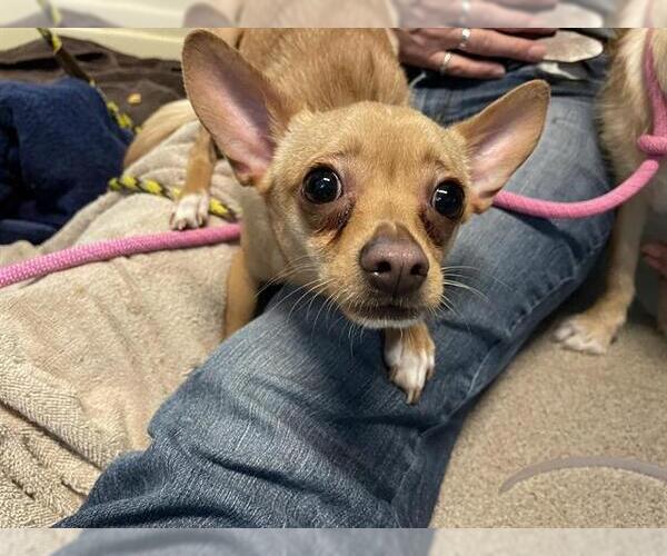 Medium Photo #1 Chihuahua Puppy For Sale in Pasadena, CA, USA