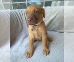 Small Golden Retriever Mix