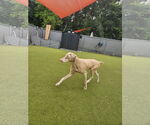 Small #4 Doberman Pinscher