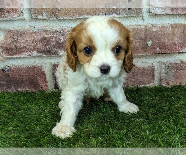 Medium Photo #9 Cavalier King Charles Spaniel Puppy For Sale in MOBERLY, MO, USA