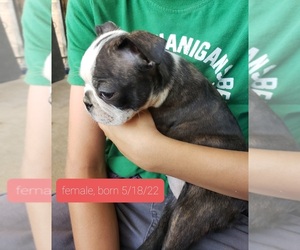 Boston Terrier Puppy for sale in LIBERAL, KS, USA