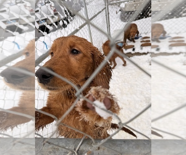 Medium Photo #3 Golden Retriever Puppy For Sale in SOMERSWORTH, NH, USA