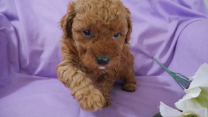 Poodle (Miniature) Puppy for sale in KENSINGTON, OH, USA