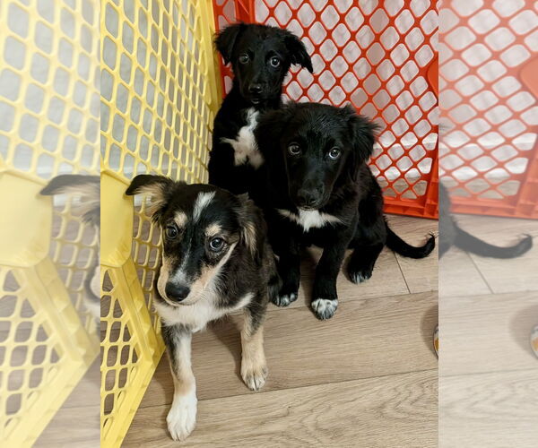 Medium Photo #3 Bordoodle (Miniature) Puppy For Sale in Omaha, NE, USA