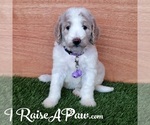 Small Photo #4 Goldendoodle-Poodle (Standard) Mix Puppy For Sale in OVERGAARD, AZ, USA
