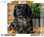 Puppy Bella Cocker Spaniel