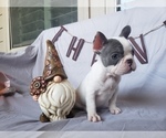 Small Photo #3 French Bulldog Puppy For Sale in LITTLE ELM, TX, USA