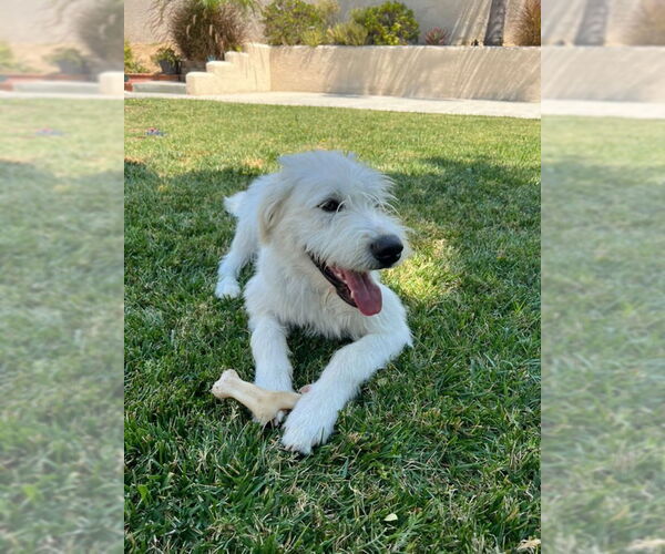 Medium Photo #10 Labrador Retriever Puppy For Sale in Dana Point, CA, USA