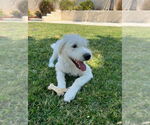 Small #9 Labrador Retriever